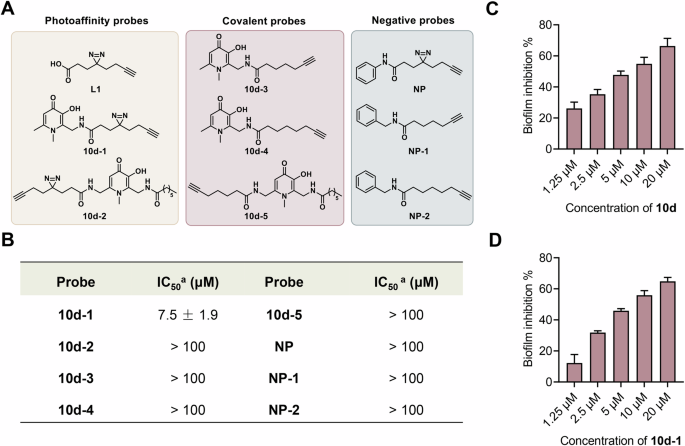 Fig. 5: Evaluation of synthetic probes activity by crystal violet staining assay.