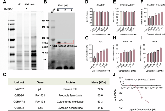 Fig. 6: Labeling of P. aeruginosa.