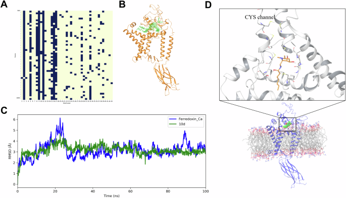 Fig. 7: Modeling of the binding of ferredoxin PA1551 with 10d.