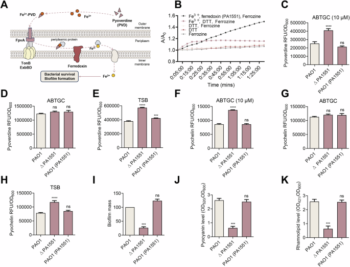 Fig. 8: Analysis of PA1551-deficient mutants and -overexpressing strains.