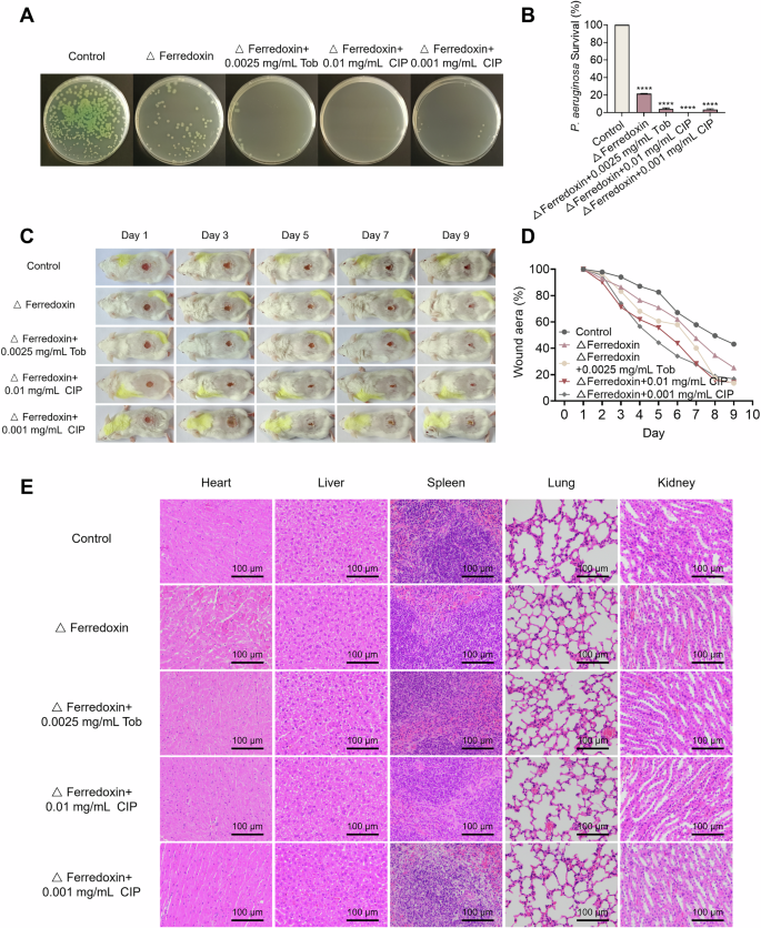 Fig. 9: The antibacterial synergistic effect of ferredoxin PA1551 in murine open-wound infection model.