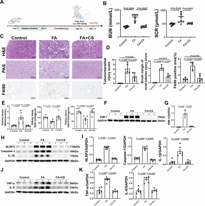 Fig. 2: CS colonization ameliorates FA-induced acute kidney injury.