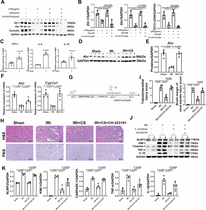 Fig. 5: Role of AhR signaling in intestinal and renal crosstalk mediated by IAA.