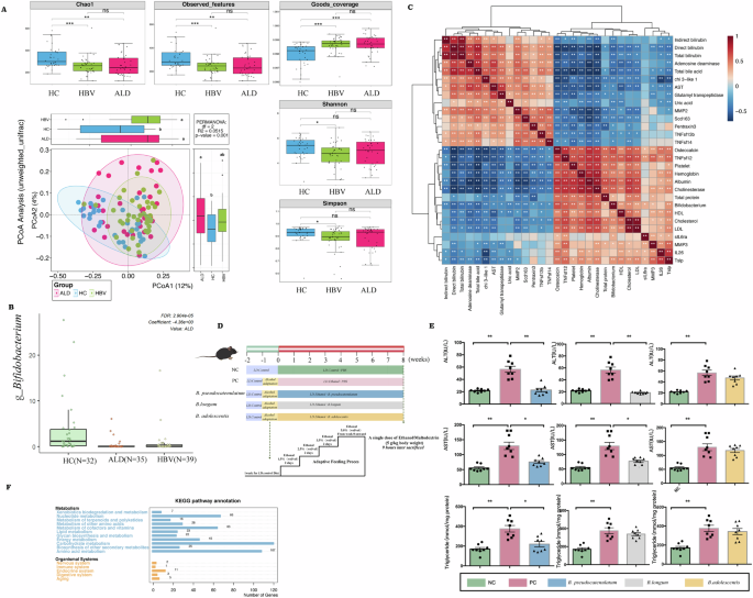 Fig. 2: Alcohol-associated liver disease is closely associated with Bifidobacterium pseudocatenulatum.
