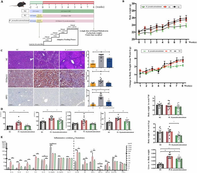 Fig. 3: Administration of Bifidobacterium pseudocatenulatum ameliorates ethanol-induced liver injury.