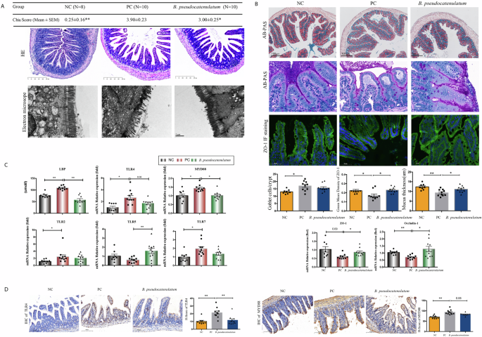 Fig. 4: Treatment with Bifidobacterium pseudocatenulatum improves intestinal barrier function.