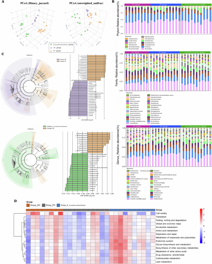 Fig. 5: Supplementation with Bifidobacterium pseudocatenulatum alters the gut microbial community structure and function.