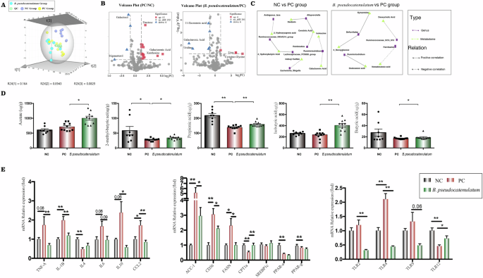 Fig. 6: Lieber–DeCarli ethanol diet and B. pseudocatenulatum supplementation alter the fecal metabolomic profile and associated hepatic gene expression.