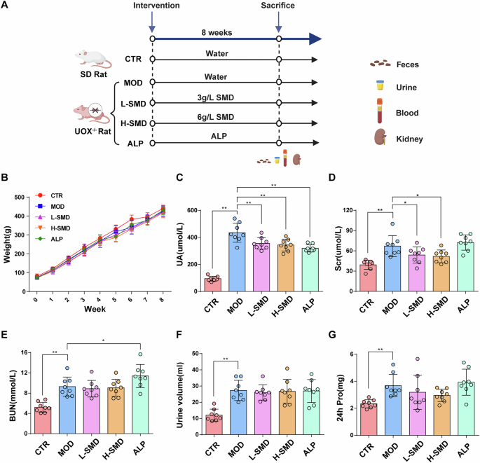 Fig. 1: SMD alleviates HUA and renal dysfunction in the UOX−/− rats.
