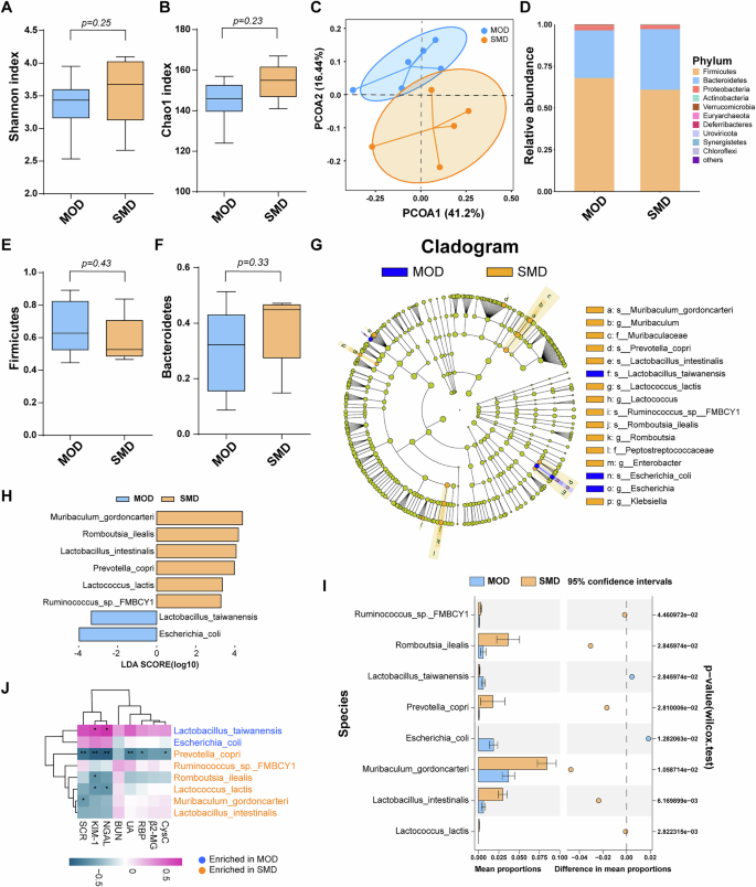 Fig. 6: SMD regulates gut dysbiosis in the UOX−/− rats.