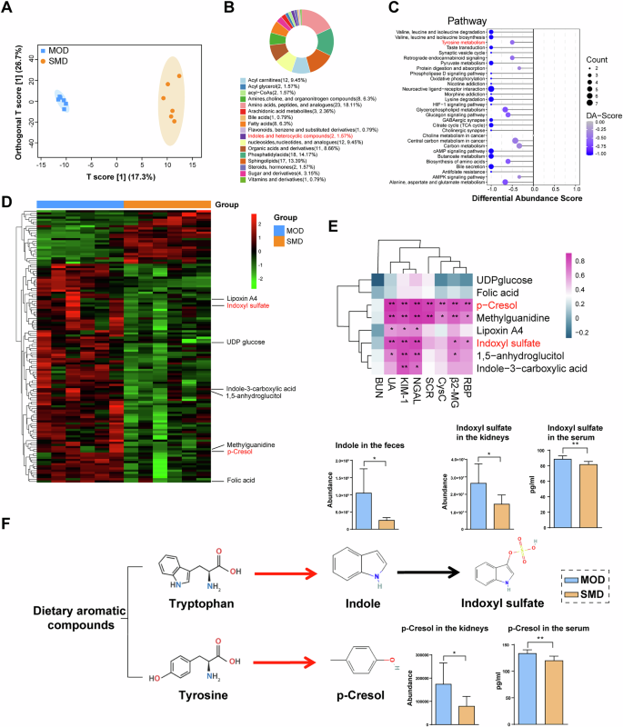 Fig. 8: SMD inhibits the production of gut-derived uremic toxins in the UOX−/− rats.