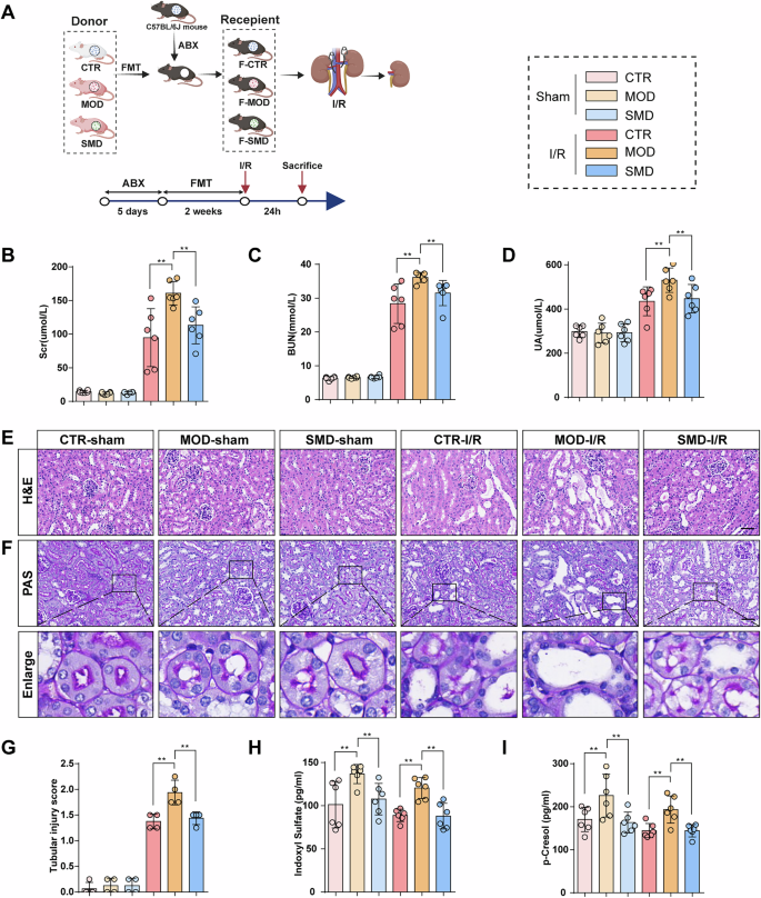 Fig. 9: Gut microbiota mediates the protective effects of SMD on renal injury.
