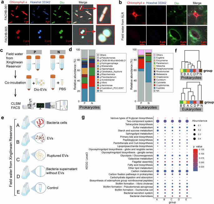 Fig. 2: EVs show species-selective binding and impact on microbial community.