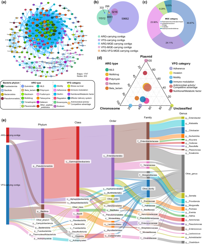 Fig. 3: Mobility potential and bacterial hosts of ARGs and VFGs in Vespertilio sinensis.