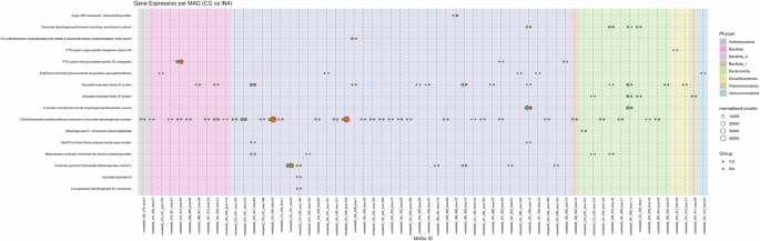 Fig. 8: Bubble plots show the different expression levels of significantly differentially expressed carbohydrate-associated genes by different MAGs in IN4 compared to the CG group.