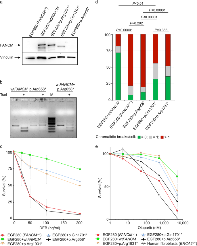 The FANCM:p.Arg658* truncating variant is associated with risk of  triple-negative breast cancer | npj Breast Cancer