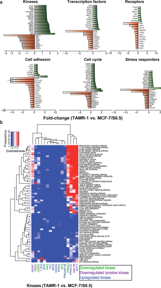 Fig. 1: Protein expression in tamoxifen-resistant cells by quantitative proteomic analysis.