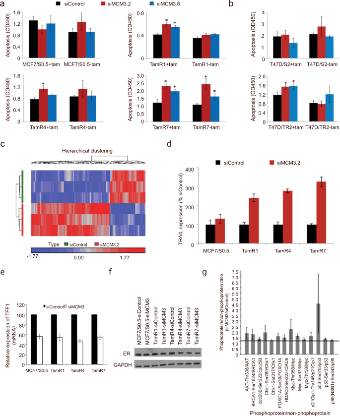Fig. 5: Reduction of MCM3 levels enhances apoptosis and reduces ER-transactivation.