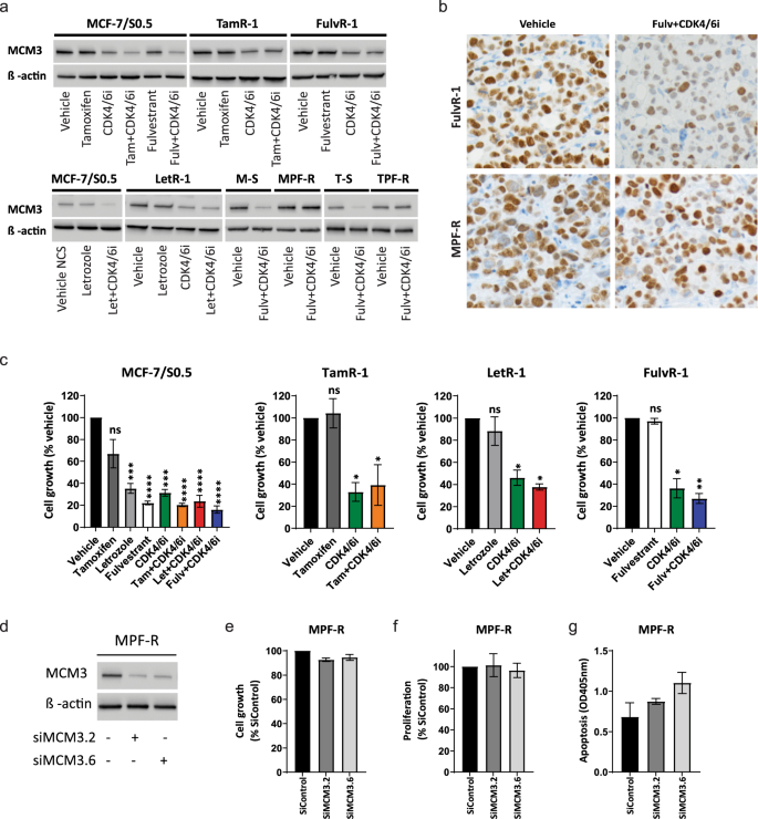 Fig. 6: Efficacy of CDK4/6 inhibitor is independent of MCM3 expression.