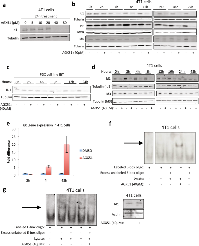 Fig. 1: Effects of AGX51 on ID proteins.