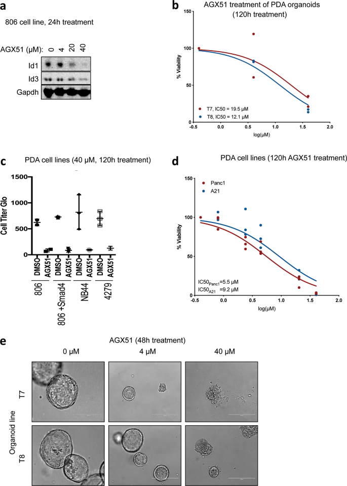 Fig. 3: Effects of AGX51 on pancreatic ductal adenocarcinoma cells.