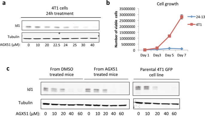 Fig. 6: Generation of AGX51-resistant cell lines.