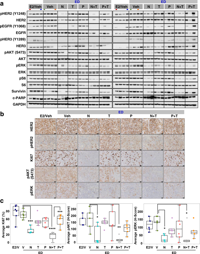 Fig. 3: Neratinib-containing regimens significantly inhibit tumor cell proliferation and HER2 signaling in short-term treated BT474-AZ xenograft tumors.