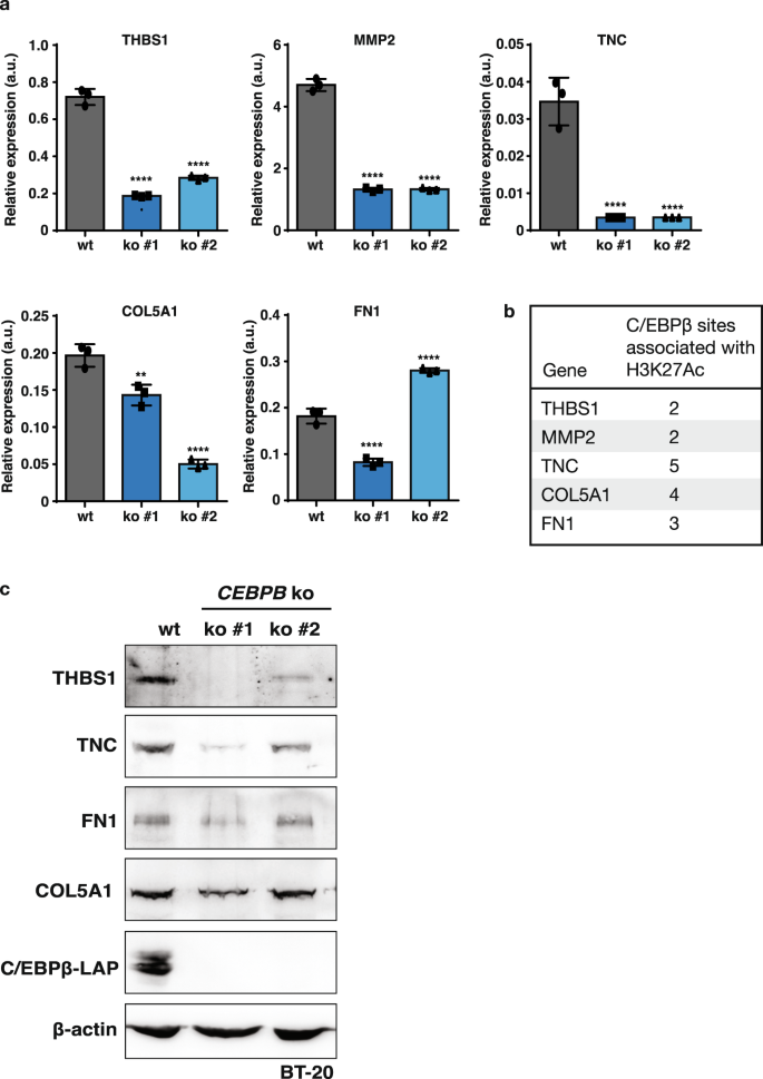 Fig. 6: Downregulation of ECM factors in CEBPB-ko cells.