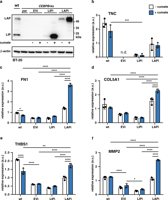 Fig. 7: LAP induces the transcription of ECM components.