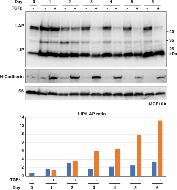 Fig. 8: Treatment with TGFβ induces high LIP/LAP expression ratios.