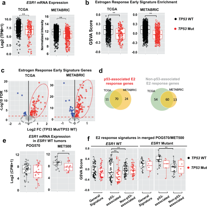 Fig. 3: TP53 mutation is inversely correlated with expression of ER-α and a subset of downstream genes.