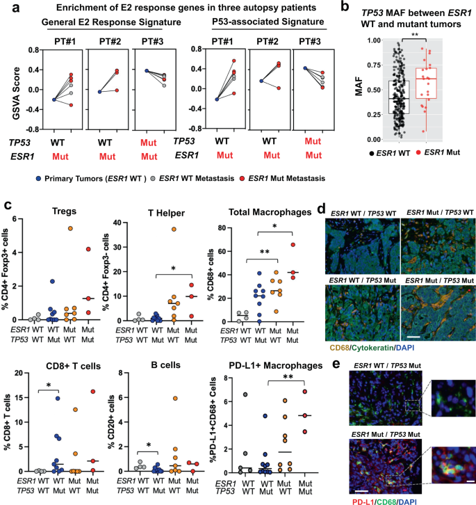 Fig. 5: Tumors with rare co-occurrence of TP53 and ESR1 mutations recapitulate the repression of ER activity by TP53 mutation and exhibit unique immune features.