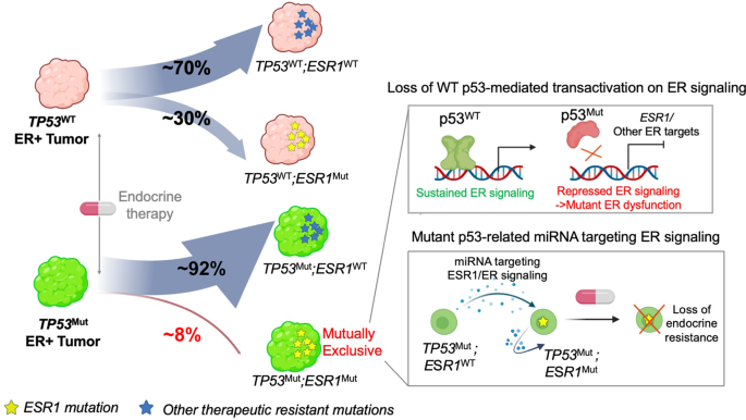 Fig. 6: Schema of proposed mechanism of TP53-ESR1 mutation mutual exclusivity in ER+ metastatic breast cancer.