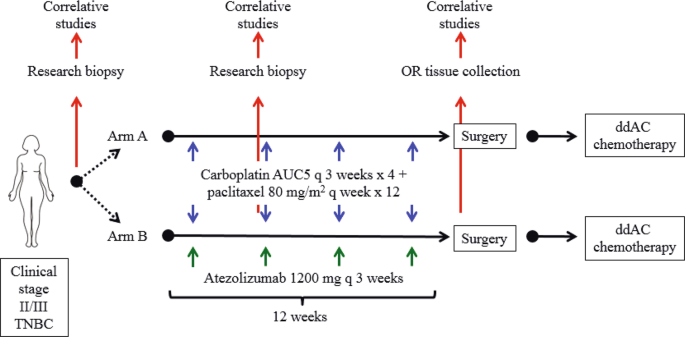 Fig. 6: Clinical trial schema outlining treatment arm, randomization, collection of biopsies, and adjuvant treatment.