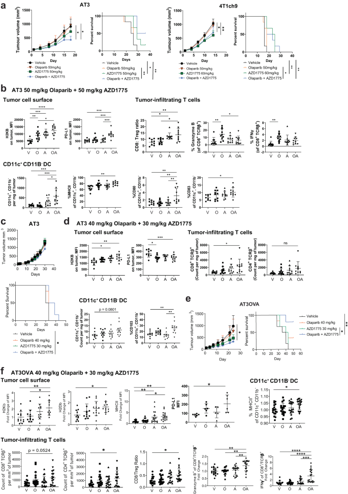 Fig. 2: Combined treatment with olaparib and AZD1775 increases anti-tumour immunity in vivo.