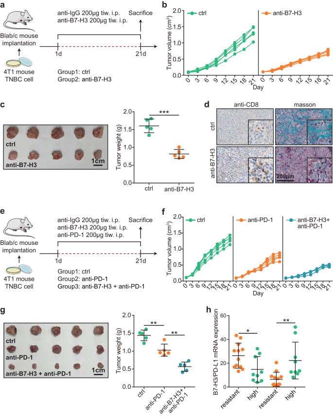 Fig. 3: Pharmacological effect of B7-H3 mAb in mouse TNBC model.