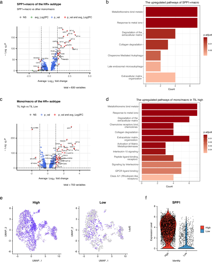 Fig. 3: Pathways related to ECM remodeling process and SPP1 are increased in TIL-high HR+ breast cancer mono/macro.