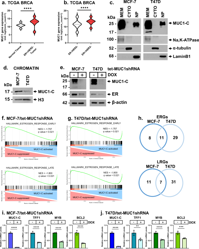 Fig. 1: MUC1 is upregulated in HR+/HER2− BCs and regulates ER-driven gene transcriptomes.