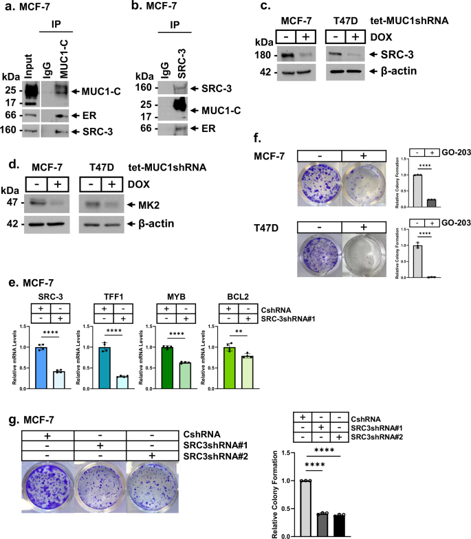 Fig. 2: MUC1-C regulates ER coactivator SRC-3 by an MK2-mediated mechanism.