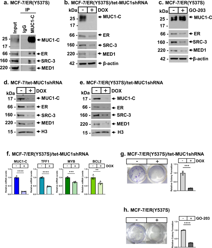 Fig. 4: ER(Y537S) mutant cells are MUC1-C dependent.