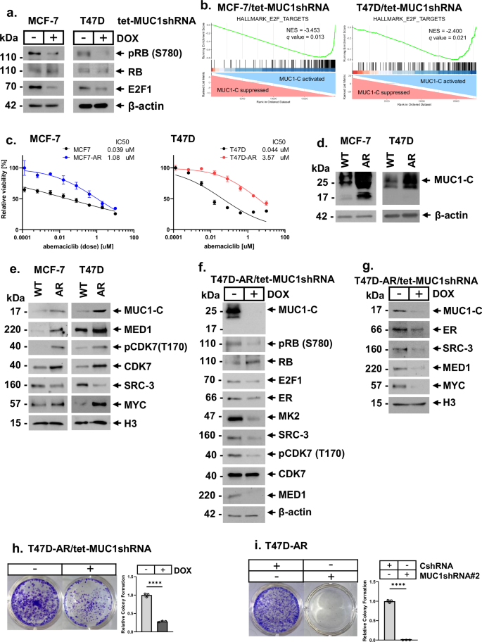 Fig. 5: CDK4/6 inhibitor resistant HR+/HER2− BC cells are MUC1-C-dependent.