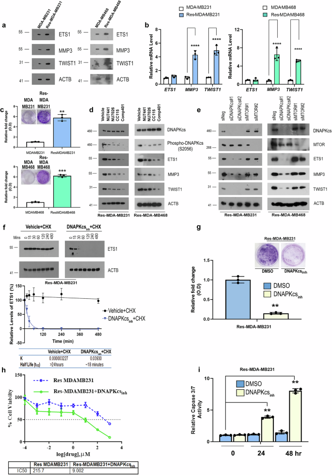 Fig. 1: Altered ETS1 expression promotes acquired drug resistance.