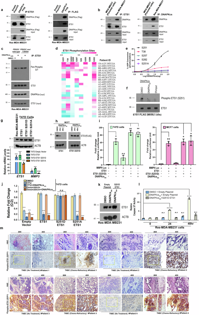 Fig. 2: DNAPKcs-mediated phosphorylation regulates ETS1 stability and function.