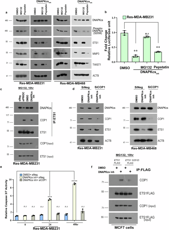 Fig. 3: Phosphorylation of ETS1 prevents its degradation via COP1.