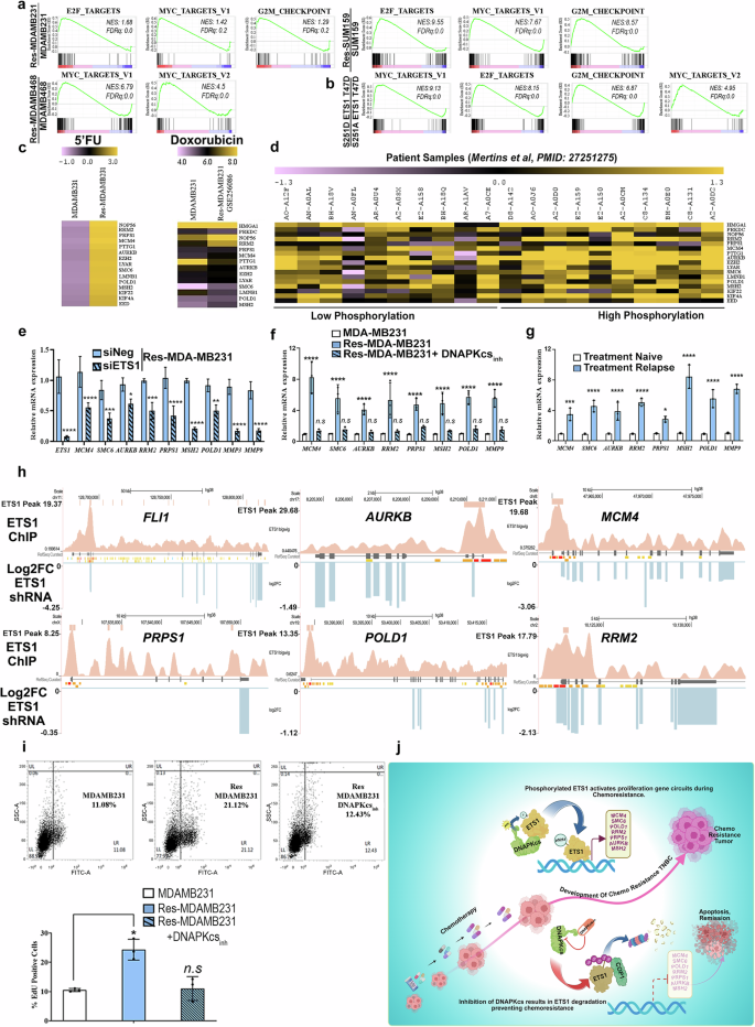 Fig. 4: Phosphorylated ETS1 activates a proliferation gene network that promotes drug resistance.