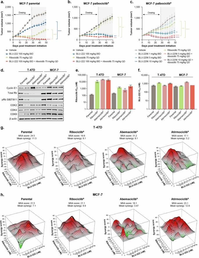 Fig. 3: BLU-222 in combination with ribociclib enhances antitumor activity in CDK4/6i-resistant models of breast cancer.