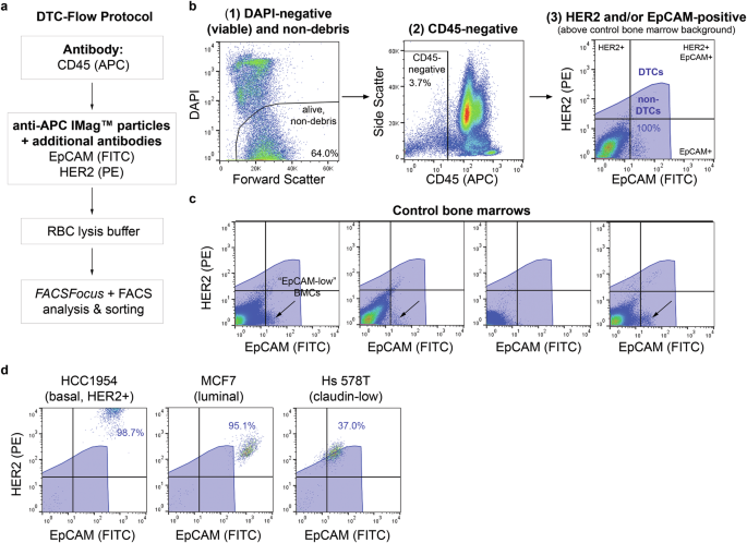 Fig. 2: DTC-Flow assay workflow and gating strategy for analysis of bone marrow aspirates.