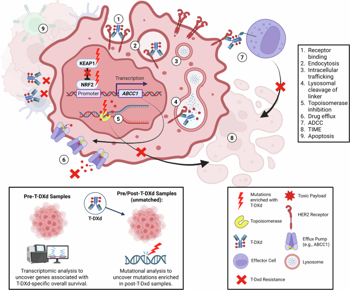 Fig. 1: Graphical study schema and proposed resistance mechanisms.