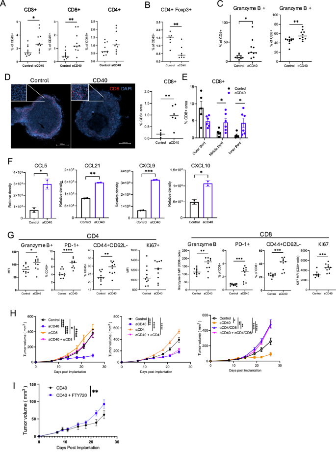 Fig. 2: aCD40 increases tumor-infiltrating cytotoxic T cells and exerts its anti-tumor effect via CD8 + T cells.