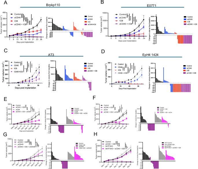 Fig. 3: aCD40 enhances mammary tumor sensitivity to immune checkpoint blockade via cDC1s and both CD4+ and CD8 + T cells.